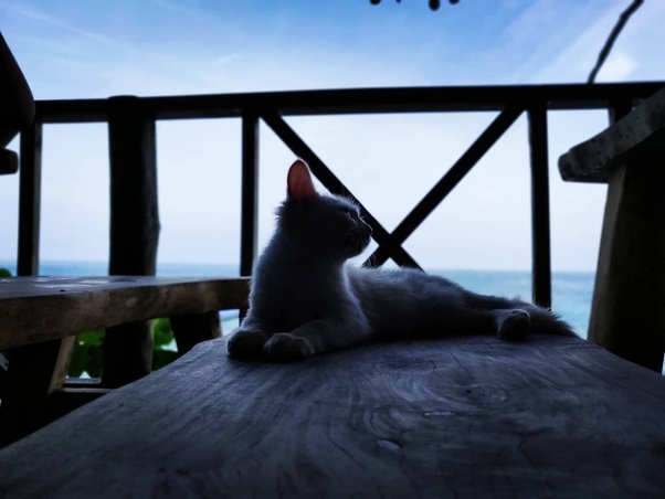 A cat by the sea in Thailand